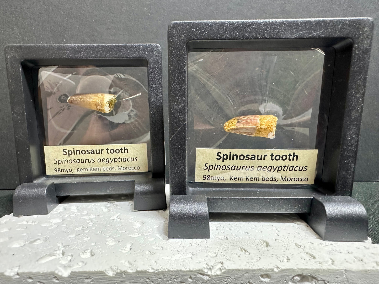 Spinosaur Tooth (Spinosaurus aegyptiacus)