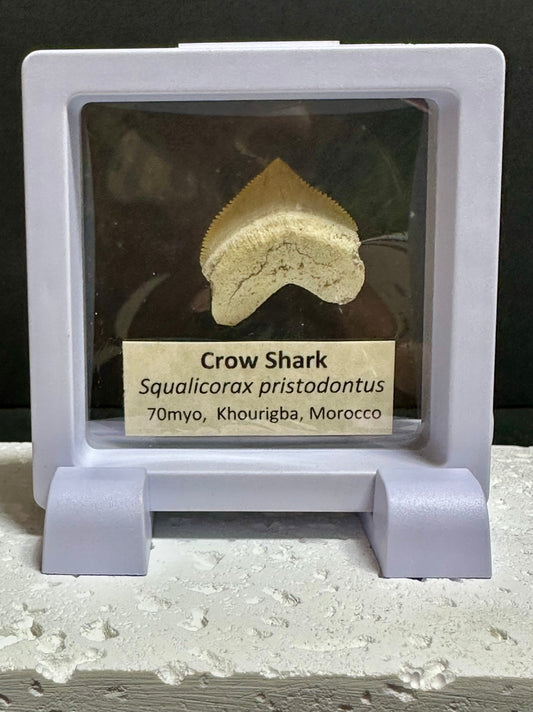 Crow Shark Toothe Fossil